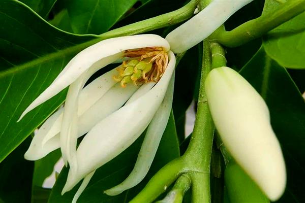 白兰花一年开几次，白兰花一年开一次花