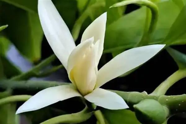 白兰花一年开几次，白兰花一年开一次花