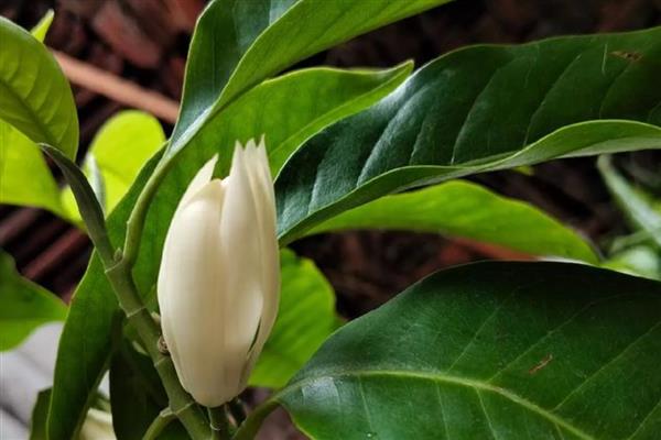 白兰花一年开几次，白兰花一年开一次花