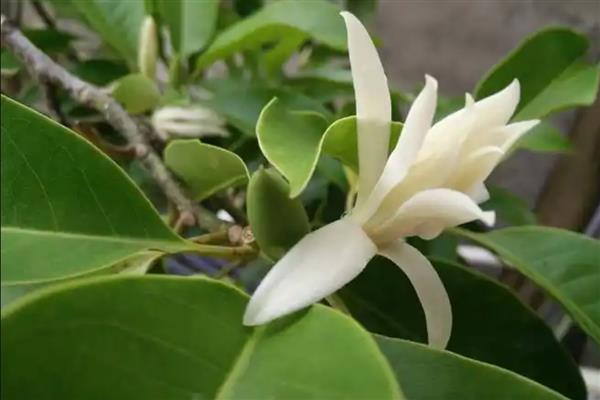 白兰花一年开几次，白兰花一年开一次花