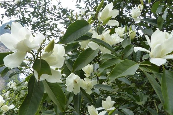白兰花一年开几次，白兰花一年开一次花