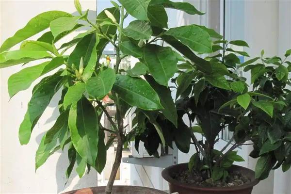 白兰花一年开几次，白兰花一年开一次花