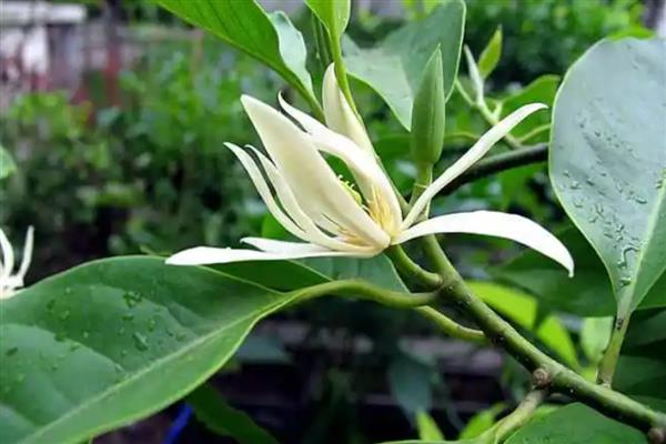 白兰花一年开几次，白兰花一年开一次花