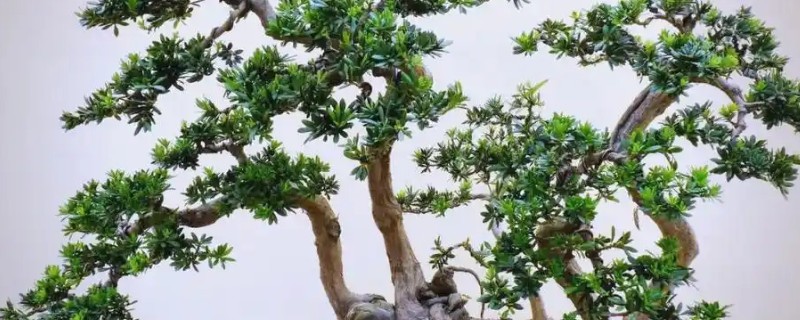 怎么盆栽罗汉松，移植以春季3-4月最好