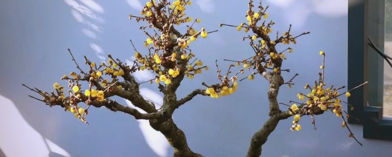 为什么腊梅树夏天叶子会枯萎，可能是由于干旱缺水所致