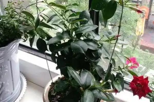 飘香藤修剪打尖的方式,可以根据它的长势来给它打尖