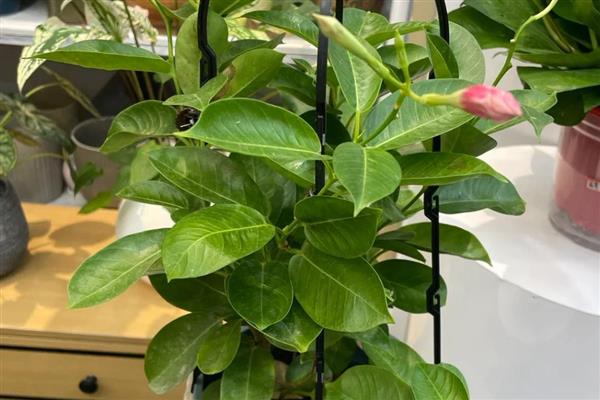 飘香藤修剪打尖的方式,可以根据它的长势来给它打尖