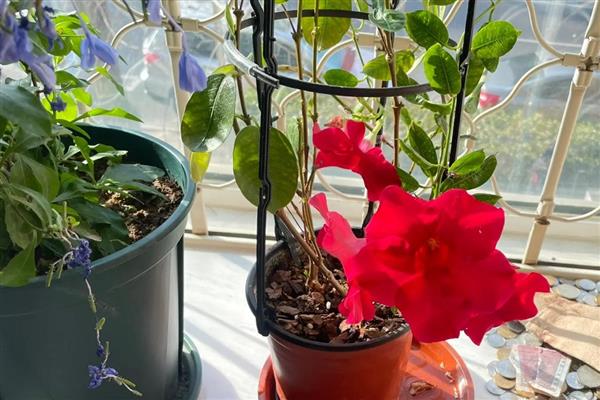 飘香藤修剪打尖的方式,可以根据它的长势来给它打尖