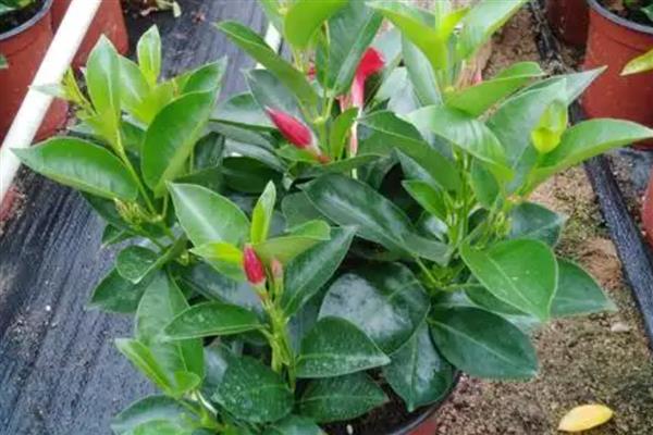 飘香藤修剪打尖的方式,可以根据它的长势来给它打尖