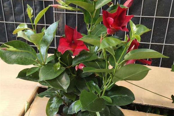 飘香藤修剪打尖的方式,可以根据它的长势来给它打尖