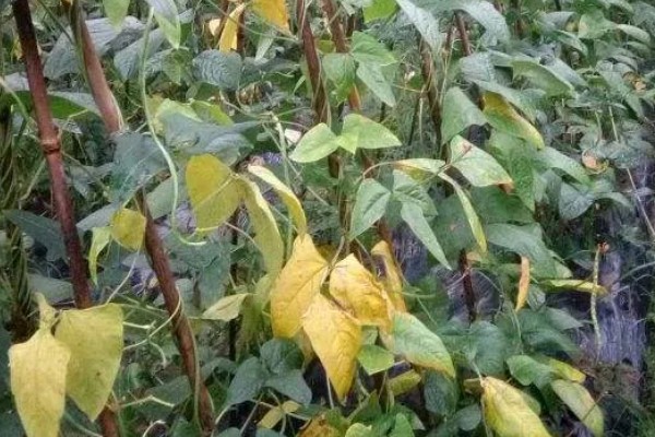 豆角卷叶的原因，可能是药害所致