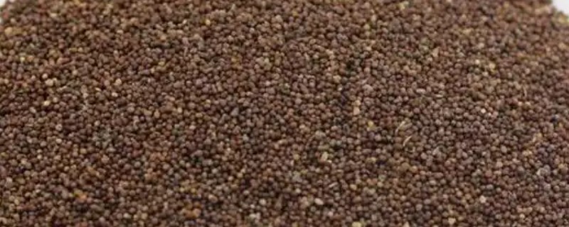 矮牵牛种子的催芽方法,可使用浸泡法和低温法