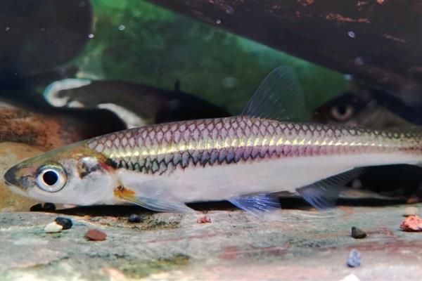 半带半齿脂鲤好养吗,饲养起来比较简单