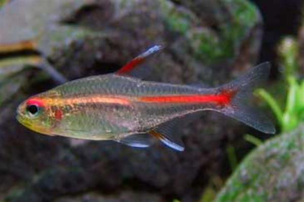 半带半齿脂鲤好养吗,饲养起来比较简单