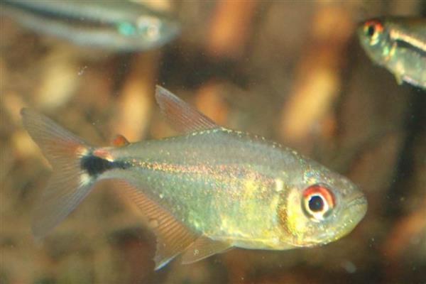 半带半齿脂鲤好养吗,饲养起来比较简单