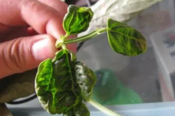 豆角卷叶的原因，可能是药害所致