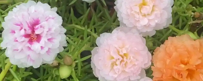 重瓣太阳花如何过冬,需要将养殖温度控制好