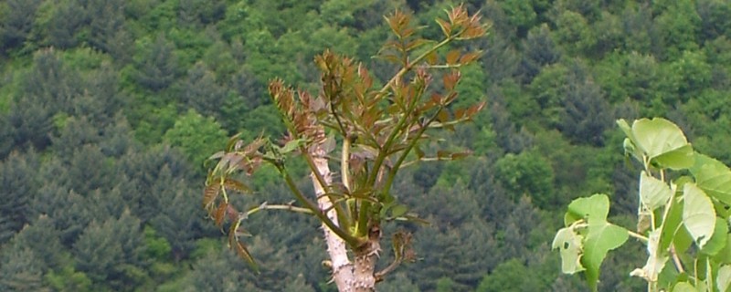 刺嫩芽介绍，别名刺老芽