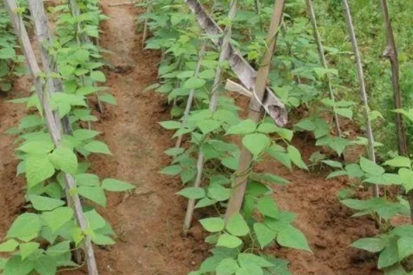 豆角卷叶的原因，可能是药害所致