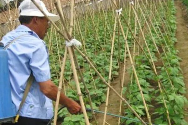 豆角卷叶的原因，可能是药害所致