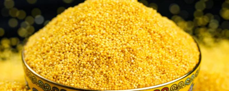 小米是哪种植物,小米即粟米