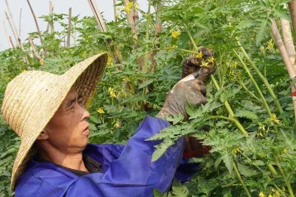 西红柿开花期怎样施肥，每隔10-15天施加一次