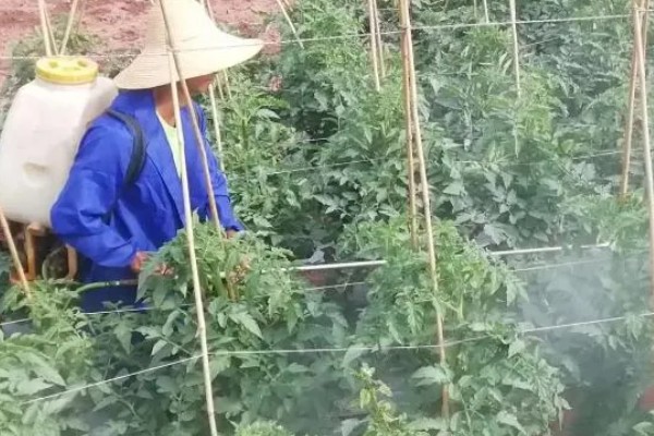 西红柿开花期怎样施肥，每隔10-15天施加一次