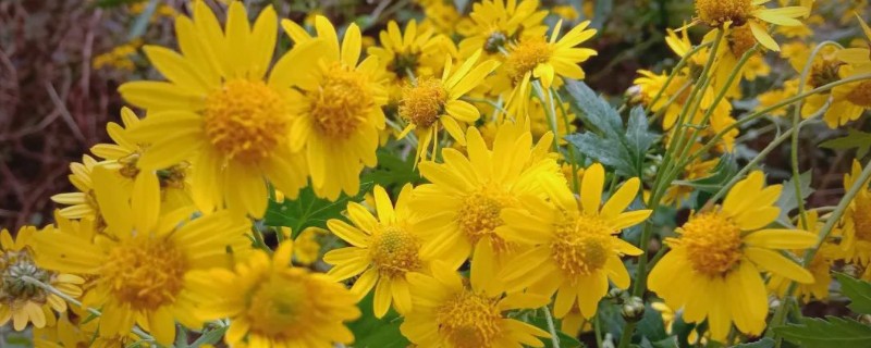 菊花的品种,常见的有日光菊、墨菊等