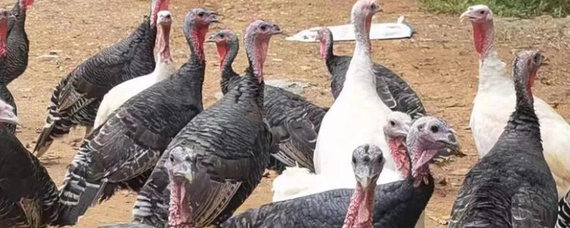 火鸡和普通的鸡的区别,其属性和口感均不同