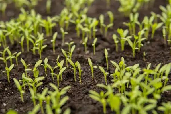 西洋菠菜的种植方法，可育苗也可条、直播