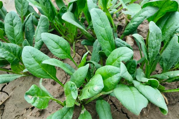 西洋菠菜的种植方法，可育苗也可条、直播