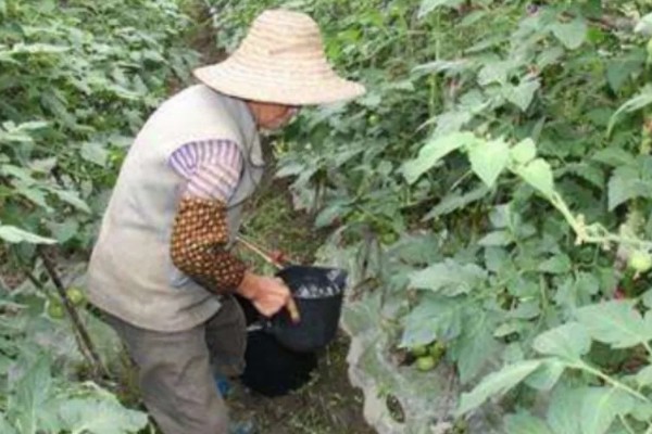 西红柿开花期怎样施肥，每隔10-15天施加一次