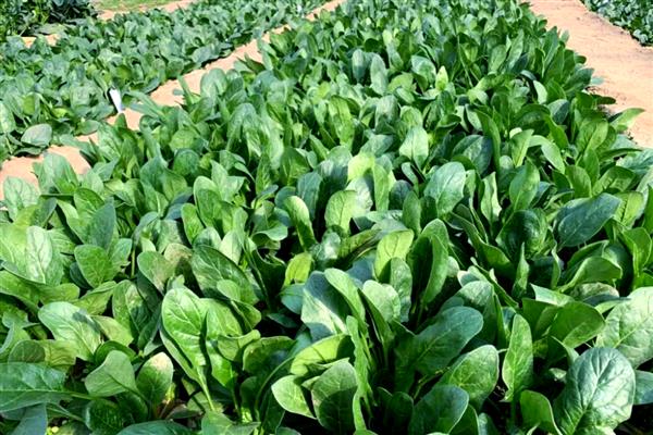 西洋菠菜的种植方法，可育苗也可条、直播