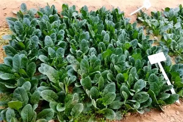 西洋菠菜的种植方法，可育苗也可条、直播