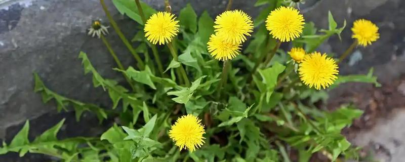 蒲公英的病害防治方法,不同病害的防治方法不同