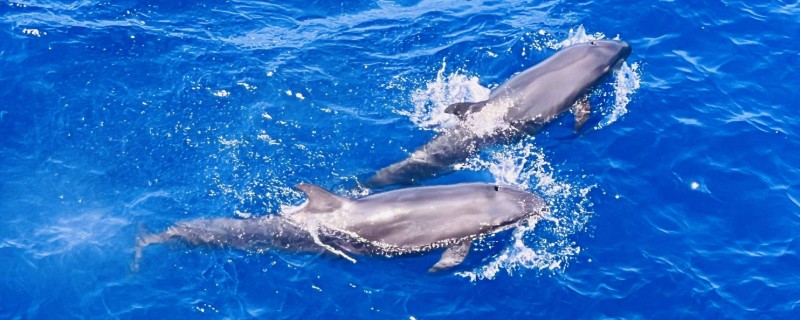 海豚靠什么识别方向，主要是靠听觉来识别方向