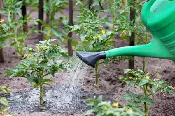 西红柿开花期怎样施肥，每隔10-15天施加一次