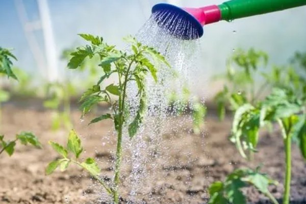 西红柿开花期怎样施肥，每隔10-15天施加一次