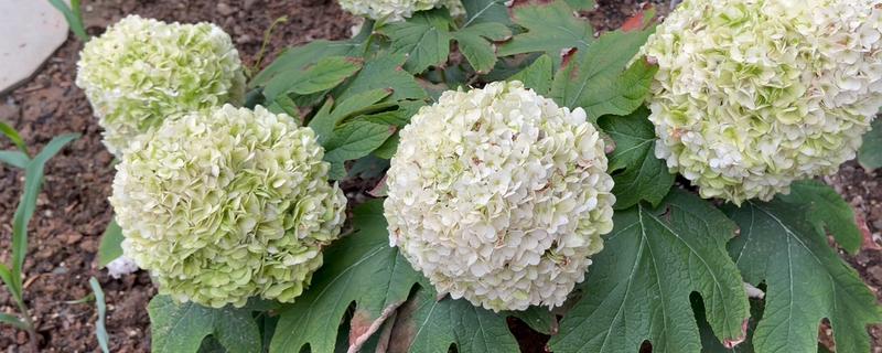 绣球花败后的修剪方式,从花球下方第二对饱满叶片上方1cm处剪断