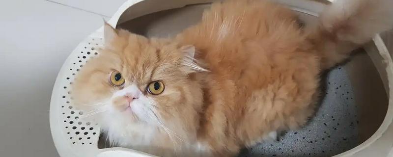 猫咪便秘如何解决，可以喂食益生菌