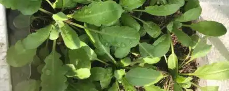 家庭阳台几月可以种荠菜，北方地区可以选择在4-5月份