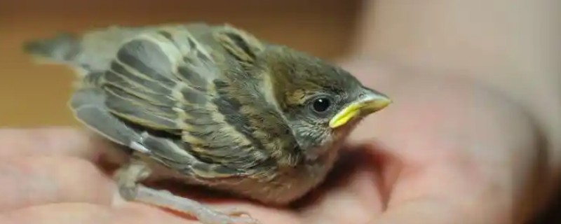 麻雀不吃东西怎么处理，可使用特殊的工具喂食