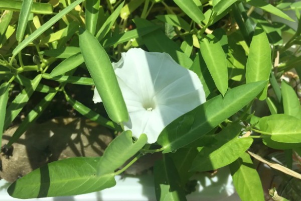 空心菜开花了还能不能吃，开花了还能吃