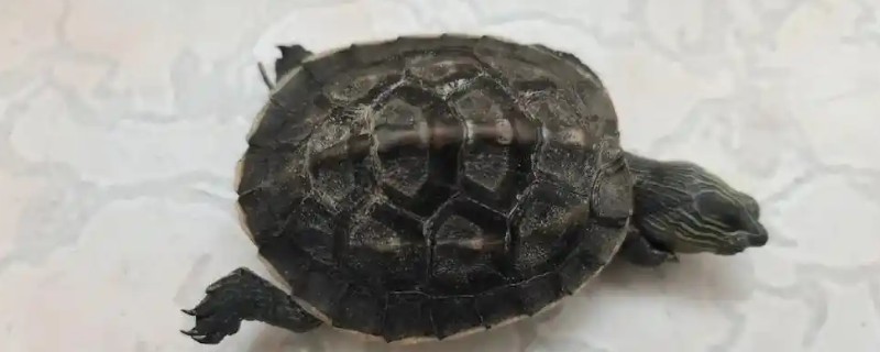 乌龟吃什么东西,可以喂食小鱼小虾、龟粮等