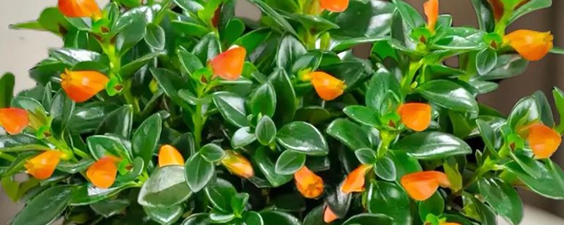 金鱼吊兰的繁殖方法，常用播种、分株等方式