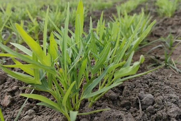 空心菜开花了还能不能吃，开花了还能吃