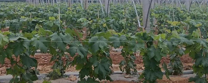 红提的秋季管理技术，追肥要以磷肥、钾肥为主