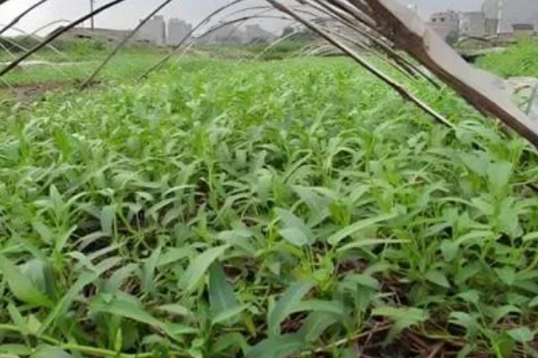 空心菜开花了还能不能吃，开花了还能吃