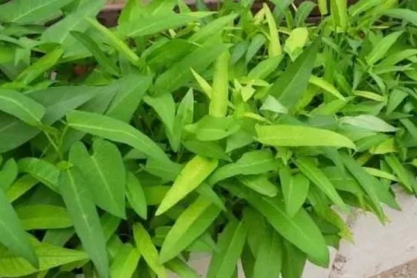 空心菜开花了还能不能吃，开花了还能吃