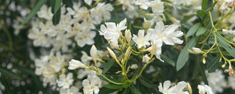 白花夹竹桃有没有毒,白花夹竹桃有毒